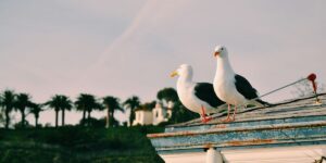 Two seagulls perched on a rooftop overlooking a coastal landscape with palm trees.