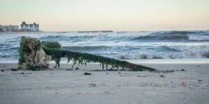 Moss-covered driftwood lies on a sandy beach with crashing waves and coastal buildings in background