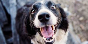 A close-up of a black and white dog with a happy, open-mouthed expression.