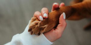 A close-up of a person's hand with a dogs paw inside. The dog has reddish-brown fur.