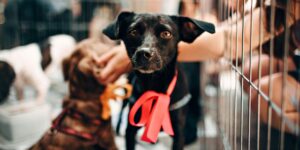 Humans petting dogs at resucue centre