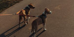 Two dogs on leashes walking together on a dirt path.