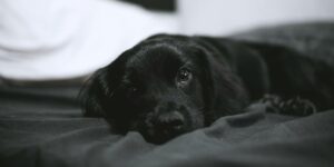 A black puppy resting peacefully under a gray blanket, with its head visible