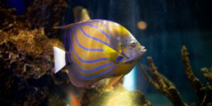 Vibrant blue-striped angelfish swimming in dark aquarium with coral backdrop