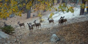 Group of deer on wooded hillside with autumn leaves and patches of snow