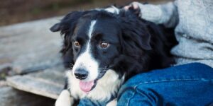 Border Collie with black and white fur resting peacefully against blue cushion