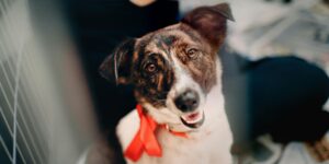 Happy mixed-breed dog wearing bright orange bow tie looks up with friendly expression