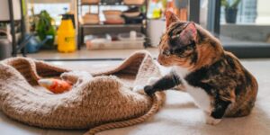 Calico cat sitting next to a beige plush pet bed with a toy, in a home setting with household items visible in the background