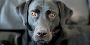 Close-up headshot of a black Labrador retriever with striking amber eyes looking directly at the camera with a gentle expression