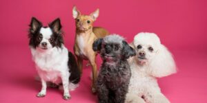 Four small dogs of different breeds sitting and posing together against a vibrant pink background. The group includes a black and white long-haired Chihuahua, a light brown Chihuahua, a curly-haired gray dog, and a fluffy white Poodle. Each dog has a unique expression, looking directly at the camera with a mix of curiosity and confidence.