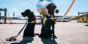 Alt text: Two black Labrador Retrievers wearing yellow and blue service dog vests sit on an airport tarmac in front of a small airplane. One dog has a red accessory on its collar, while the other has a decorative bandana. Both dogs are on leashes, with one leash extending out of the frame. The background features airport equipment, a jet bridge, and a clear blue sky.