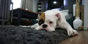 An emotional support dog resting in a comfortable living area, illustrating animal-assisted therapy options in luxury addiction treatment.